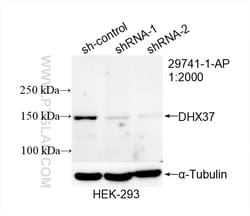 DHX37 Rabbit Polyclonal Antibody, Proteintech:Antibodies:Primary Antibodies