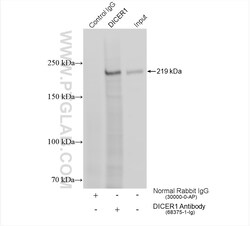DICER1 Mouse Monoclonal Antibody, Proteintech Unconjugated; 20 &mu;L:Antibodies,