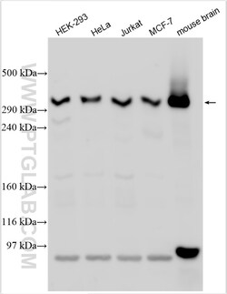 DMXL2 Rabbit Polyclonal Antibody, Proteintech:Antibodies:Primary Antibodies