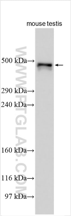 DNAH6 Rabbit Polyclonal Antibody, Proteintech Unconjugated; 150 &mu;L:Antibodies,