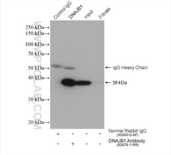DNAJB1 Rabbit Recombinant Antibody, Proteintech:Antibodies:Primary Antibodies