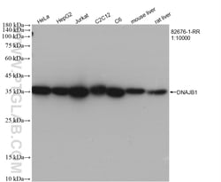 DNAJB1 Rabbit Recombinant Antibody, Proteintech:Antibodies:Primary Antibodies