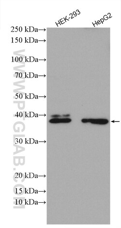 DNAJC18 Rabbit Polyclonal Antibody, Proteintech:Antibodies:Primary Antibodies
