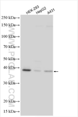 DNAJC18 Rabbit Polyclonal Antibody, Proteintech:Antibodies:Primary Antibodies