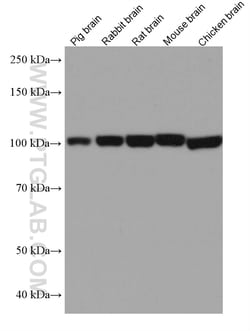 DNM1 Mouse Monoclonal Antibody, Proteintech Unconjugated; 150 &mu;L:Antibodies,