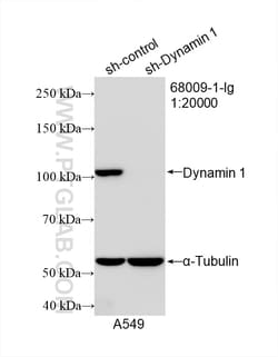 DNM1 Mouse Monoclonal Antibody, Proteintech Unconjugated; 150 &mu;L:Antibodies,