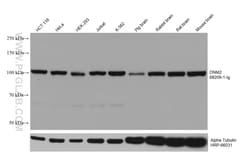 DNM2 Mouse Monoclonal Antibody, Proteintech Unconjugated; 20 &mu;L:Antibodies,