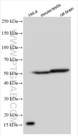 DOC2A Rabbit Polyclonal Antibody, Proteintech:Antibodies:Primary Antibodies