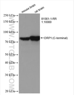 DRP1 (C-terminal) Rabbit Recombinant Antibody, Proteintech Unconjugated;
