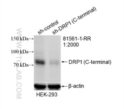 DRP1 (C-terminal) Rabbit Recombinant Antibody, Proteintech Unconjugated;