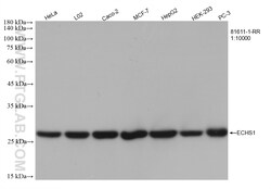 ECHS1 Rabbit Recombinant Antibody, Proteintech:Antibodies:Primary Antibodies