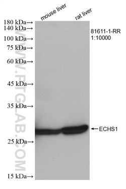 ECHS1 Rabbit Recombinant Antibody, Proteintech:Antibodies:Primary Antibodies