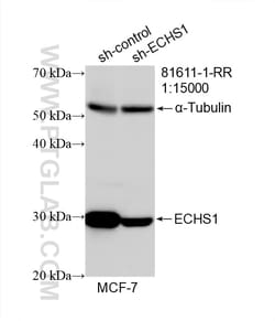 ECHS1 Rabbit Recombinant Antibody, Proteintech:Antibodies:Primary Antibodies