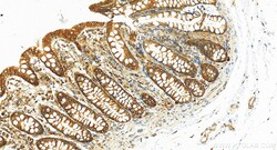 EEF1A1 Rabbit Recombinant Antibody, Proteintech:Antibodies:Primary Antibodies