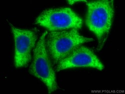 EEF1A1 Rabbit Recombinant Antibody, Proteintech:Antibodies:Primary Antibodies