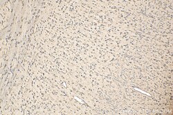 EEF1A1 Rabbit Recombinant Antibody, Proteintech:Antibodies:Primary Antibodies