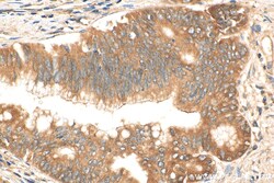 EEF1A1 Rabbit Recombinant Antibody, Proteintech:Antibodies:Primary Antibodies