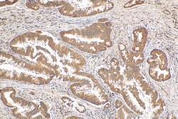 EEF1A1 Rabbit Recombinant Antibody, Proteintech:Antibodies:Primary Antibodies