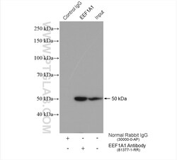 EEF1A1 Rabbit Recombinant Antibody, Proteintech:Antibodies:Primary Antibodies