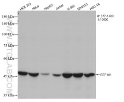 EEF1A1 Rabbit Recombinant Antibody, Proteintech:Antibodies:Primary Antibodies