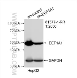 Proteintech EEF1A1 Rabbit Recombinant Antibody, Proteintech