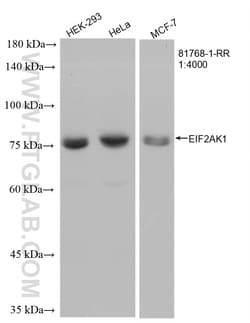 EIF2AK1 Rabbit Recombinant Antibody, Proteintech Unconjugated; 20 &mu;L:Antibodies