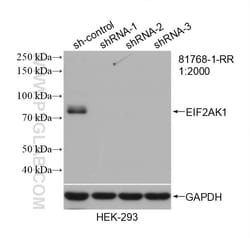 EIF2AK1 Rabbit Recombinant Antibody, Proteintech Unconjugated; 20 &mu;L:Antibodies
