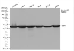 ENO1 Rabbit Recombinant Antibody, Proteintech Unconjugated; 20 &mu;L:Antibodies,