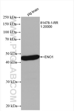 ENO1 Rabbit Recombinant Antibody, Proteintech Unconjugated; 20 &mu;L:Antibodies,