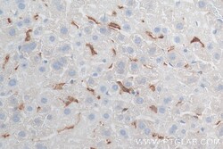 F4/80 Rabbit Recombinant Antibody, Proteintech 20 &mu;L | Buy Online | Proteintech | Fisher Scientific