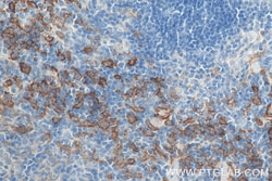 F4/80 Rabbit Recombinant Antibody, Proteintech