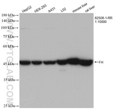 FH Rabbit Recombinant Antibody, Proteintech Unconjugated; 20 &mu;L:Antibodies,