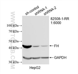 FH Rabbit Recombinant Antibody, Proteintech Unconjugated; 20 &mu;L:Antibodies,