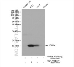 FIS1 Rabbit Recombinant Antibody, Proteintech:Antibodies:Primary Antibodies