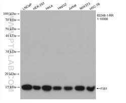 FIS1 Rabbit Recombinant Antibody, Proteintech:Antibodies:Primary Antibodies