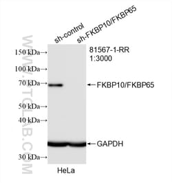 FKBP10/FKBP65 Rabbit Recombinant Antibody, Proteintech:Antibodies:Primary