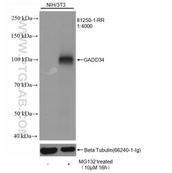 GADD34 Rabbit Recombinant Antibody, Proteintech:Antibodies:Primary Antibodies