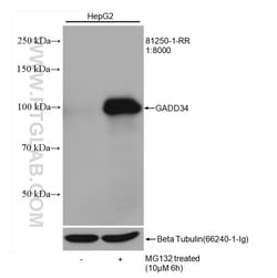 GADD34 Rabbit Recombinant Antibody, Proteintech:Antibodies:Primary Antibodies