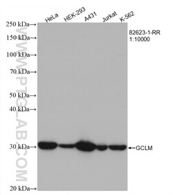 GCLM Rabbit Recombinant Antibody, Proteintech:Antibodies:Primary Antibodies