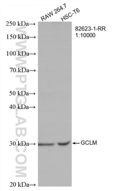 GCLM Rabbit Recombinant Antibody, Proteintech:Antibodies:Primary Antibodies