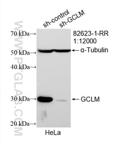 GCLM Rabbit Recombinant Antibody, Proteintech