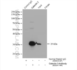 Galectin-3 Rabbit Recombinant Antibody, Proteintech:Antibodies:Primary