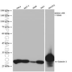Galectin-3 Rabbit Recombinant Antibody, Proteintech:Antibodies:Primary
