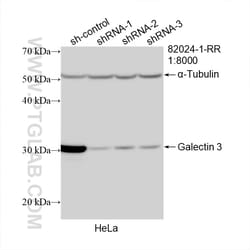 Galectin-3 Rabbit Recombinant Antibody, Proteintech:Antibodies:Primary