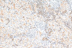 HNRNPL Rabbit Recombinant Antibody, Proteintech Unconjugated; 100 &mu;L:Antibodies,