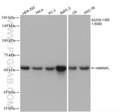 HNRNPL Rabbit Recombinant Antibody, Proteintech Unconjugated; 100 &mu;L:Antibodies,