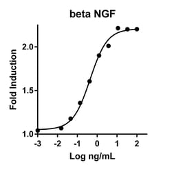 Proteintech HumanKine Recombinant Human Beta NGF Protein 100 &mu;g | Buy Online | Proteintech&trade; | Fisher Scientific