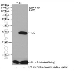IL-1 Beta Rabbit Recombinant Antibody, Proteintech Unconjugated; 20 &mu;L:Antikörper
