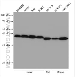 IkB Alpha Rabbit Recombinant Antibody, Proteintech Unconjugated; 20 &mu;L:Antibodies,