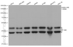 JNK Rabbit Recombinant Antibody, Proteintech Unconjugated; 20 &mu;L:Antikörper